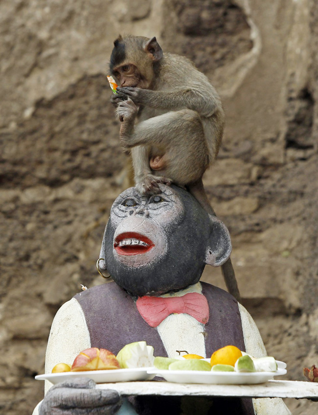 Năm ngoái bọn khỉ đã ăn khoảng 2 tấn thực phẩm do người dân địa phương cung cấp.